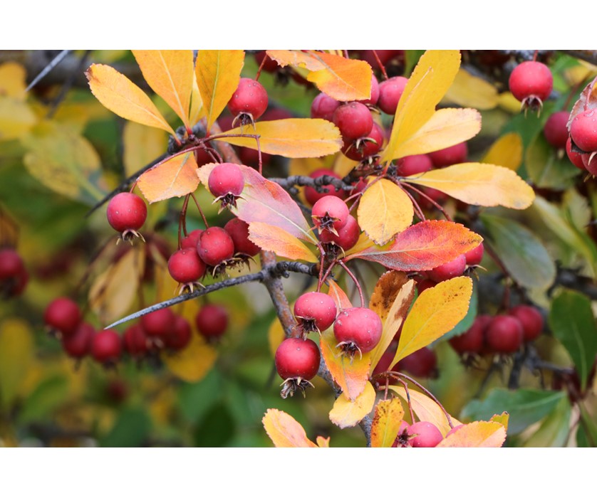 Cockspur Hawthorn